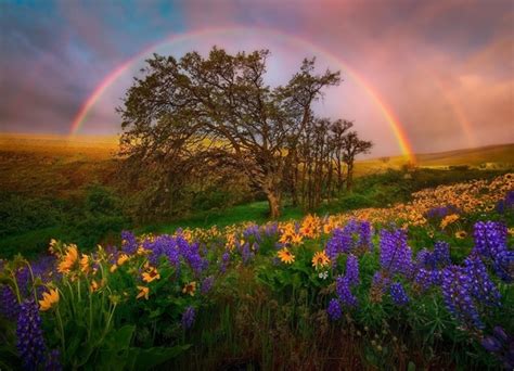 Beautiful Rainbow Framing The Trees And Wild Flowers In Washington Us