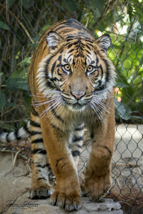 Suka Tiger Trail Exhibit B San Diego Zoo Safari Park 12 26 Flickr
