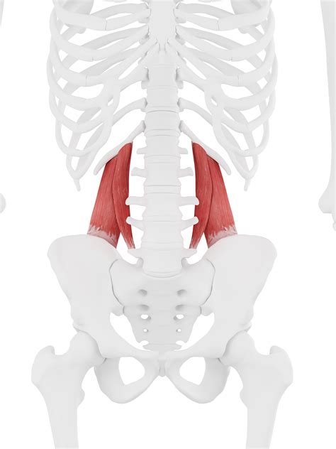 Quadratus Lumborum Spinal Nerve Muscle Anatomy Spinal