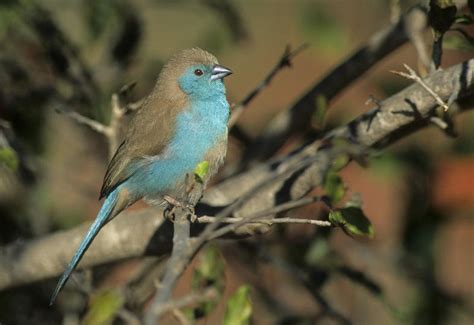 Blue Waxbill Birds South Africa