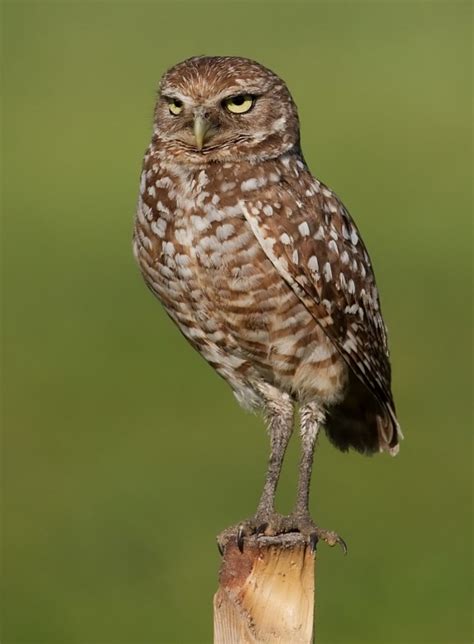 Burrowing Owl Facts Habitat Diet Life Cycle Baby Pictures