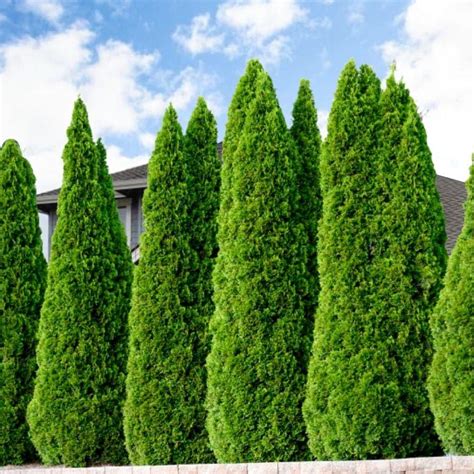 Emerald Green Arborvitae Trees for Sale Online | Garden Goods Direct