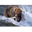 Brown Grizzly Bear Catching Fish In Alaska Posters & Prints By Corbis