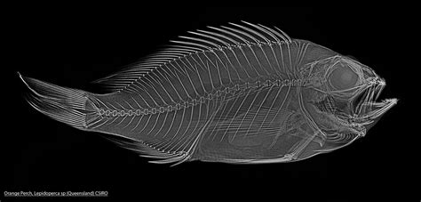Science And Art X Ray Vision Into The World Of Fishes Csiroscope