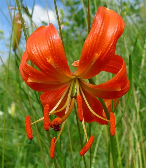 Lilium Pumilum Изображение особи Плантариум