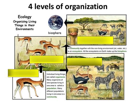 Ecological Levels Of Organization Diagram Quizlet