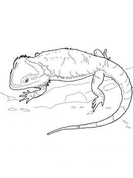 Circle round has released its very first soundtrack album!. Bearded Dragon | coloring pages | Pinterest | Bearded ...