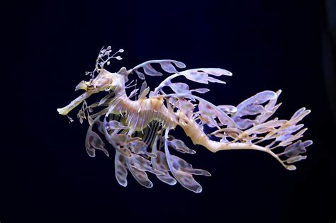 Leafy Sea Dragon National Geographic Leafy Sea Dragon Deep Sea