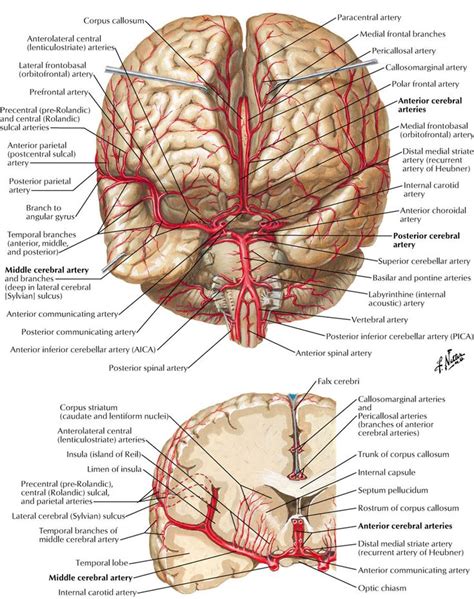 Cerebral Arteries Arteries Anatomy Brain Anatomy Medical Anatomy