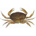 Crab Magister Seafood Monica Santa Transparent Guide