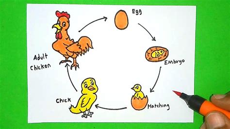 Life Cycle Of Hen Drawing How To Draw Life Cycle Of Hen For Beginners
