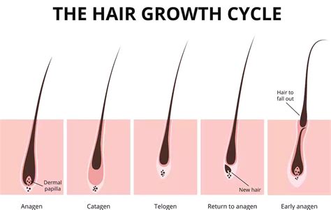 The Hair Growth Cycle Explained Hair Transplant Glasgow Dr Bonaros