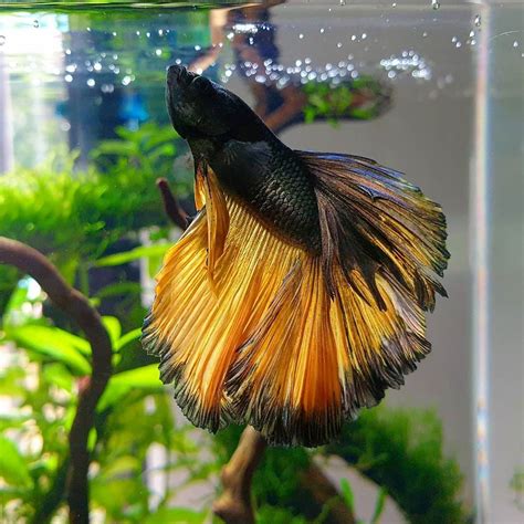 If your betta fish looks healthy but seems to stay in one part of the tank, check to see if your filter is too powerful. This Guy Look Like An Actor With Nice Act in 2020 | Betta ...