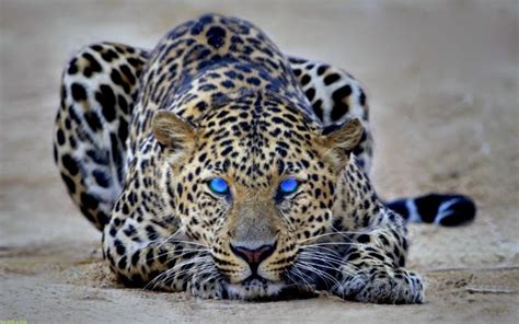 Blue Eyed Cheetah Blue Eyed Animals Животные Большие кошки