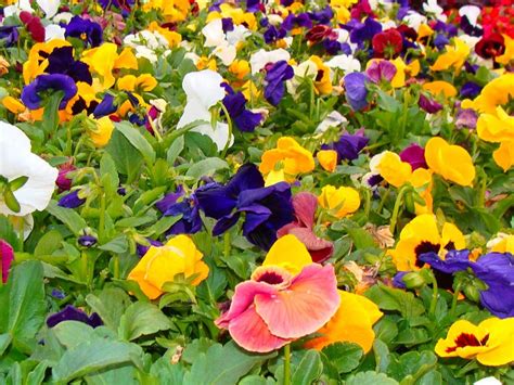 Pansies Care - How To Grow Pansy | Pansies flowers, Winter pansies, Winter plants