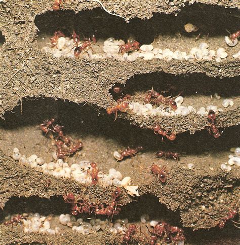 L'animal la pose sur une fourmiliere, & lorsqu'il la voit couverte de fourmis, il la retire, & il avale ces insectes dont il fait sa nourriture ; fourmis