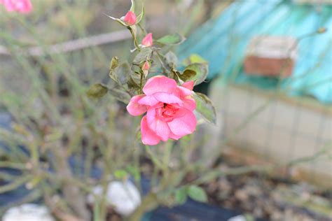 Free Photo Pink Rose Bloom Bspo07 Flower Free Download Jooinn