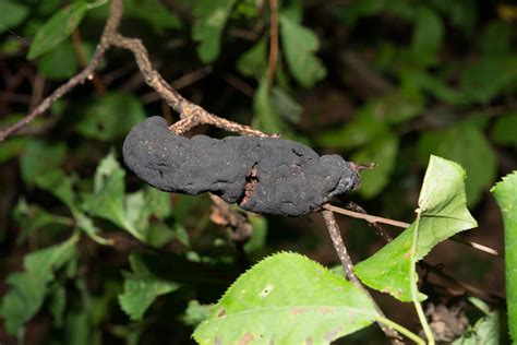 Apiosporina Morbosa Black Knot Fungus