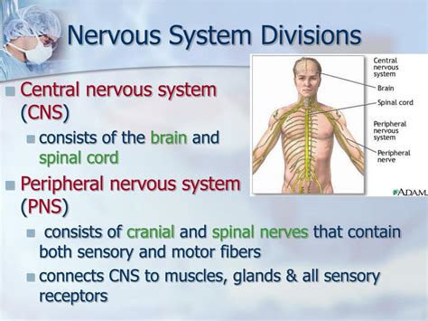 Ppt Divisions Of The Nervous System Powerpoint Presentation Free My