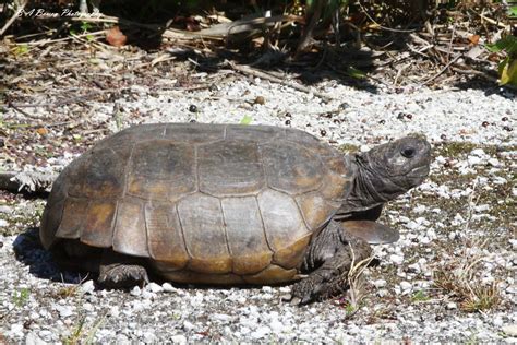 Gopher Tortoise 2 Honeymoon Island State Park Pinellas Cou B A
