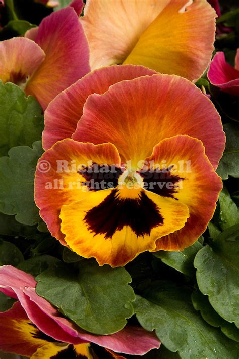 33224 Cld Pansy Viola Wittrockiana Mammoth Sangria Punch At Gilroy