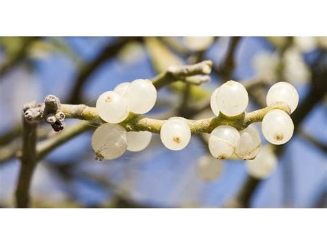 Phoradendron Leucarpum Raf Reveal And Mc Johnston Mistletoe Oak