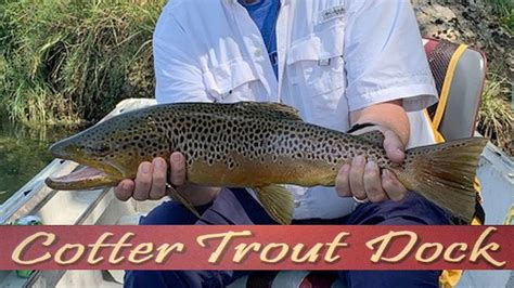 Arkansas White River Trout Fishing Report September 18 2019 Youtube