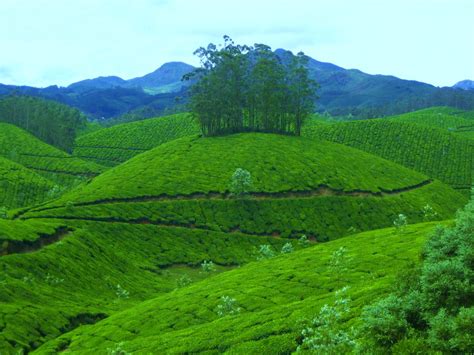Kerala Gods Own Country How To Reach Munnar
