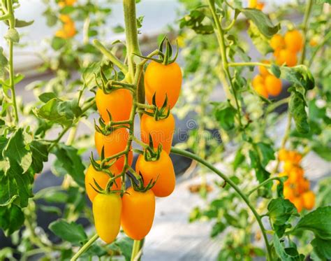 Unripe Yellow Tomato Growing On The Vine Stock Photo Image Of Bunch