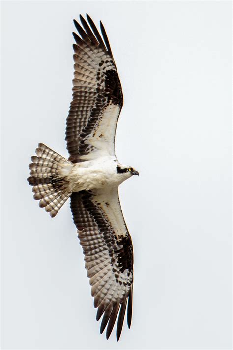 Wingspan Showing Off Its Wingspan As This Osprey Flies Out Flickr