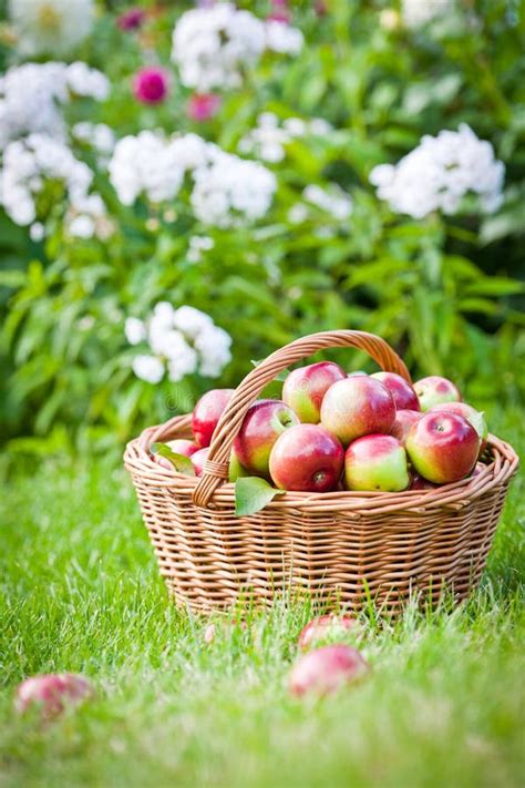 Ripe Apples In The Basket Stock Photo Image Of Grass 59260270