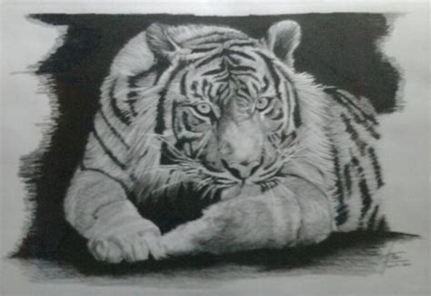 Harimau merupakan salah satu satwa yang dilindungi. Gallery Art: lukisan Hitam Putih