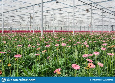 Flowering Gerberas In A Large Greenhouse Stock Image Image Of