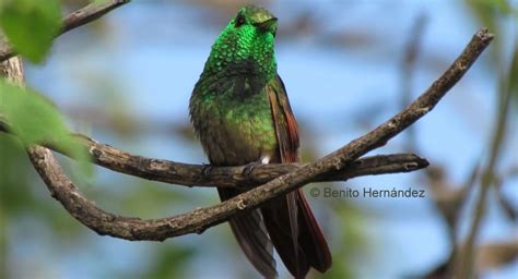 Oaxaca State Birding Tour Discover Oaxaca Tours