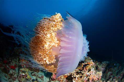 A Crown Jellyfishcephea Cephea Swimming Above The Reefs Flickr