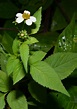 Bidens pilosa (Asteraceae) image 61371 at PhytoImages.siu.edu