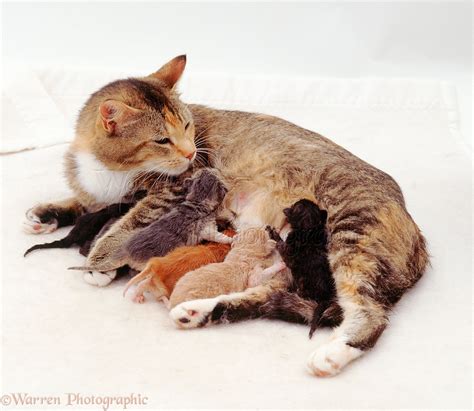 Mother Cat With Suckling Kittens Photo Wp03109