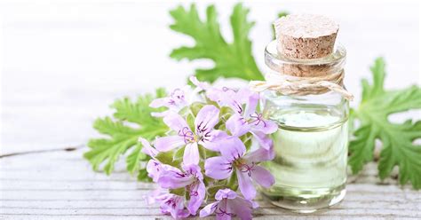 Benefits And Uses Of Geranium Oil For Acne And Other Skin Problems