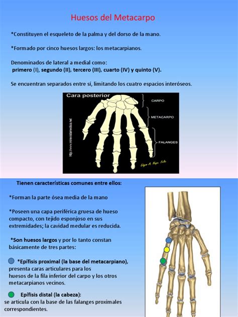 Huesos Metacarpianos Y Falanges Mano Sistema Musculoesquelético