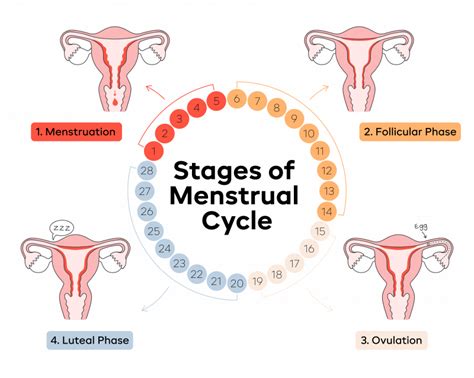 4 Stages Of The Menstrual Cycle