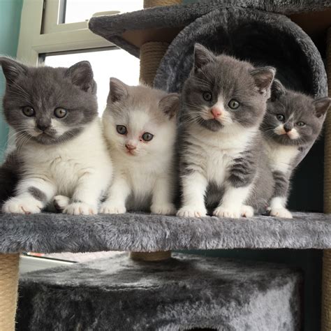 British Shorthair Blue Kittens