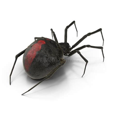 Black Widow Spider 3d Illustration Isolated On White Background Stock