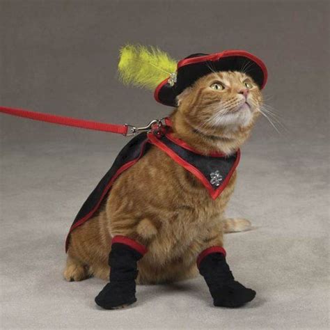 60 Hilarious And Adorable Cat And Dog Halloween Costumes Pet