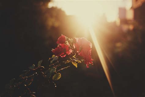 Wallpaper Sunlight Sunset Flowers Red Reflection Plants Branch