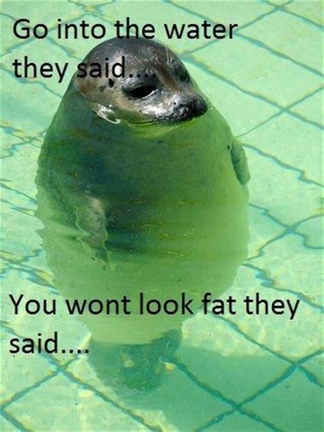 You Wont Look Fat They Said Fat Animals Animals And Pets Cute