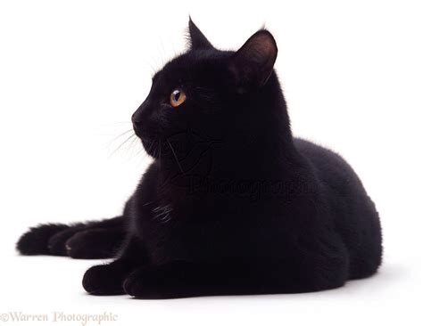 Black Cat Lying Down Photo Wp04800