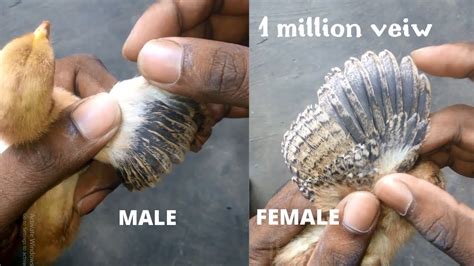 Chicken Male Female Difference Youtube