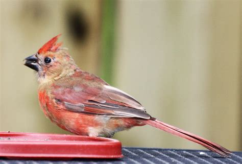 Juvenile Male Cardinal By Birdylee On Deviantart