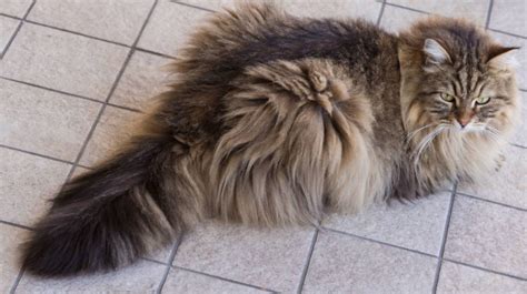 Long Haired Cat Tail Us Pets Love