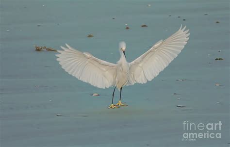 Wings Outstretched Photograph By Deborah Benoit Fine Art America